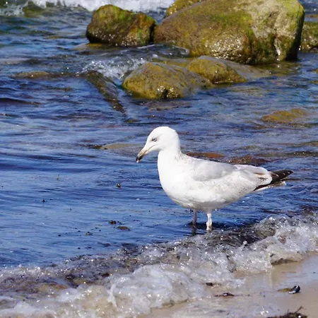 Ostseeduene Apartment